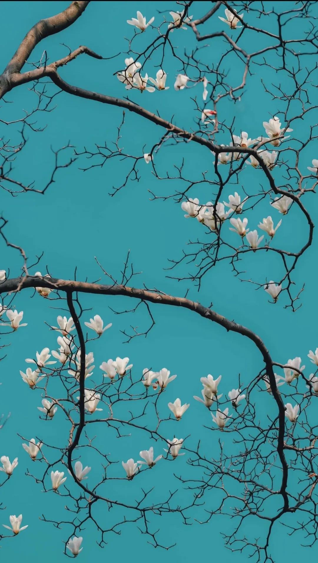 中美贸易博弈下中国投资机会：人工智能、数字经济与新能源汽车的长期价值展望