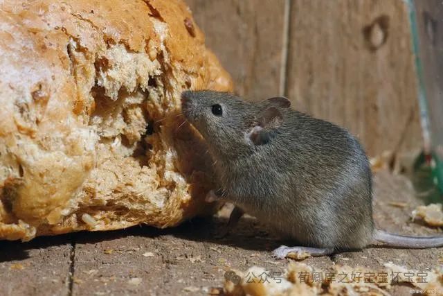 李斯偶遇厕所老鼠：历史智者与卑微生命的震撼相遇